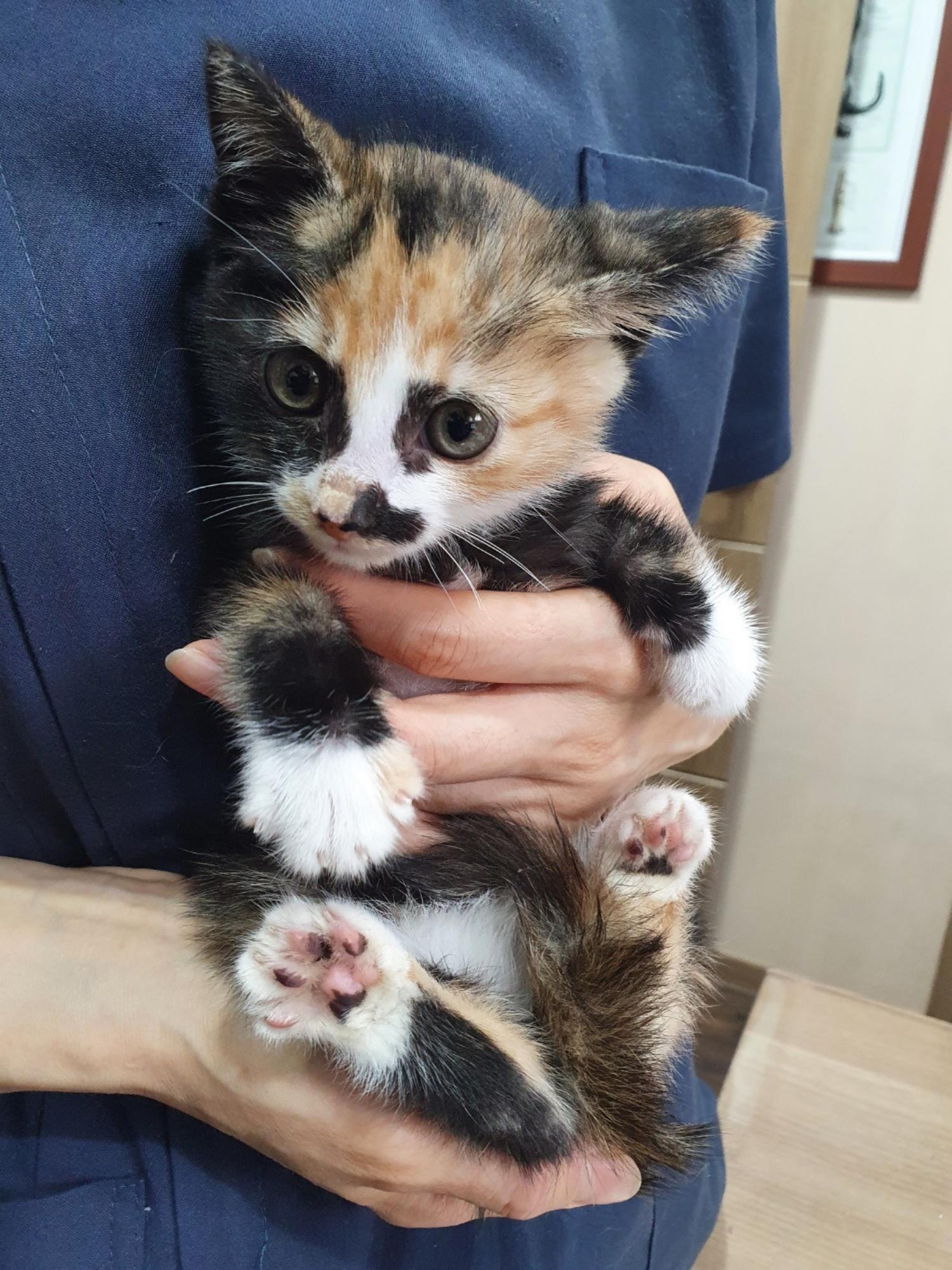 [고양이] 한국 고양이 서울-동작-2024-00075 유기동물 배경 이미지 입니다.